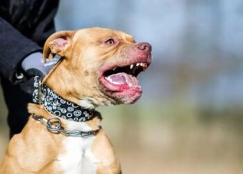 Paso de los Libres: Un perro pitbull atacó y mató a una nena de 10 años