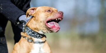 Paso de los Libres: Un perro pitbull atacó y mató a una nena de 10 años