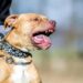 Paso de los Libres: Un perro pitbull atacó y mató a una nena de 10 años