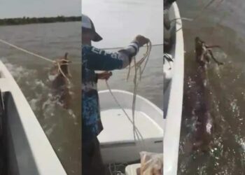 Pescadores se grabaron matando a un ciervo que cruzaba el Río Paraná