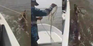 Pescadores se grabaron matando a un ciervo que cruzaba el Río Paraná