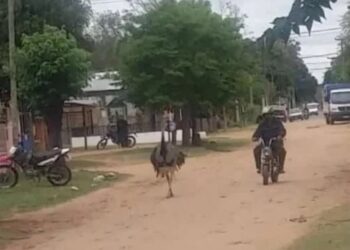 Denuncian maltrato a un ñandú en Corrientes: lo tenía de mascota