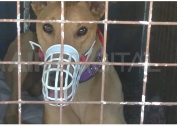 Polémico: 61 galgos rescatados fueron devueltos a sus explotadores