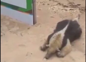 Encontraron un oso melero muerto en Costanera Norte