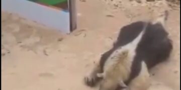 Encontraron un oso melero muerto en Costanera Norte