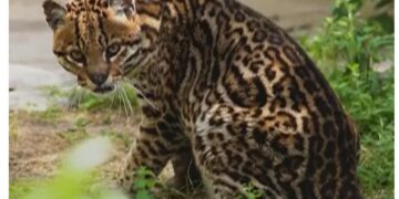 Vilca, un nuevo ocelote llega al Iberá