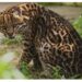 Vilca, un nuevo ocelote llega al Iberá