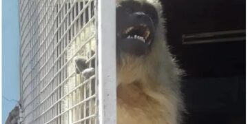 Alvear: Rescatan a un ejemplar de mono carayá que estaba en cautiverio en un domicilio