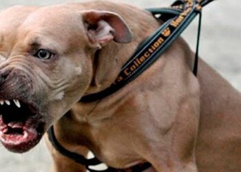 Un pitbull furioso le desprendió el brazo a un ladrón y piden sacrificarlo: “Defendió a su familia”