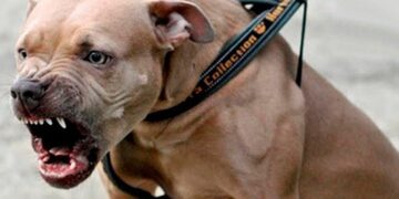 Un pitbull furioso le desprendió el brazo a un ladrón y piden sacrificarlo: “Defendió a su familia”