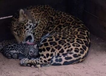 La yaguareté Mbarete y sus cachorros regresaron al Parque Nacional Iberá
