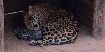 La yaguareté Mbarete y sus cachorros regresaron al Parque Nacional Iberá