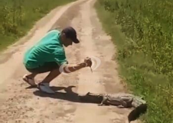 Video: apuñaló a un pequeño yacaré en la cabeza y el animal lo atacó