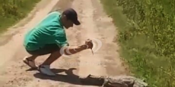 Video: apuñaló a un pequeño yacaré en la cabeza y el animal lo atacó