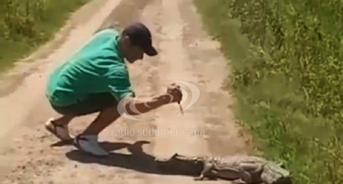 Video: apuñaló a un pequeño yacaré en la cabeza y el animal lo atacó