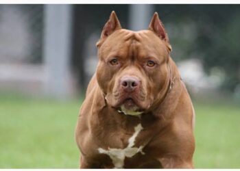 Jubilada fue atacada por el pitbull que rescató y le amputaron un brazo