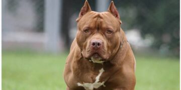 Jubilada fue atacada por el pitbull que rescató y le amputaron un brazo