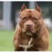 Jubilada fue atacada por el pitbull que rescató y le amputaron un brazo