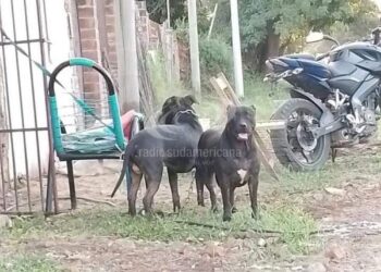 Sacrificaron a los pitbull que atacaron brutalmente a un nene en Corrientes