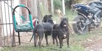 Sacrificaron a los pitbull que atacaron brutalmente a un nene en Corrientes