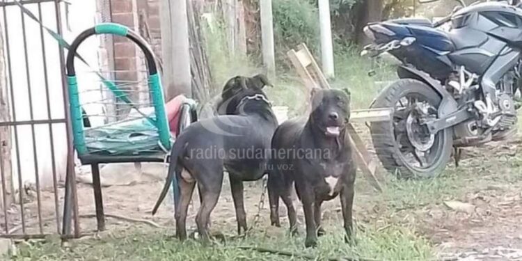 Sacrificaron a los pitbull que atacaron brutalmente a un nene en Corrientes
