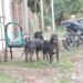 Sacrificaron a los pitbull que atacaron brutalmente a un nene en Corrientes