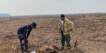 Imágenes sensibles: “Hicimos todo lo posible, pero la cierva no aguantó”