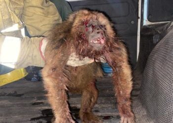 Saladas: jóvenes atacaron a un monito con un rifle de aire comprimido