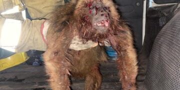 Saladas: jóvenes atacaron a un monito con un rifle de aire comprimido