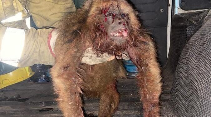 Saladas: jóvenes atacaron a un monito con un rifle de aire comprimido