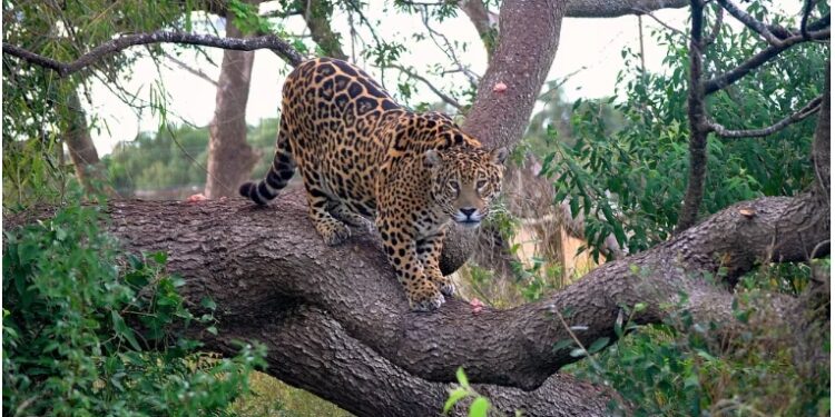 Murió Tobuna, la yaguareté emblema del proyecto de reintroducción de la especie en los Esteros del Iberá