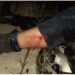 Delincuentes a caballo balearon a un policía en intento de robo