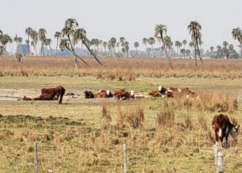 Sequía extrema en Corrientes: en enero sólo cayeron 82 milímetros de lluvia