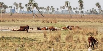 Sequía extrema en Corrientes: en enero sólo cayeron 82 milímetros de lluvia