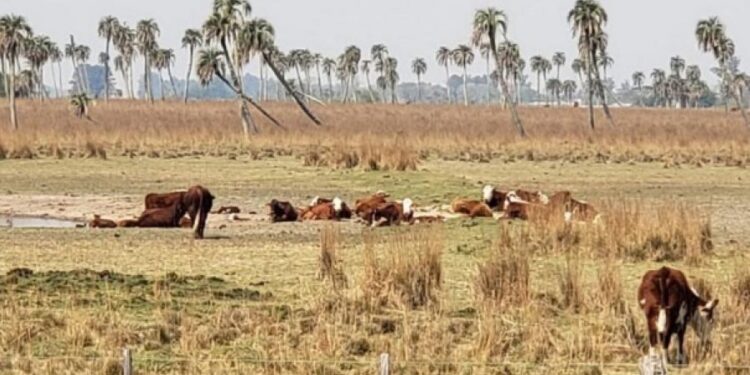 Sequía extrema en Corrientes: en enero sólo cayeron 82 milímetros de lluvia