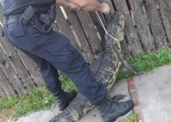 Saladas: Rescatan a un yacaré que se metió en una casa