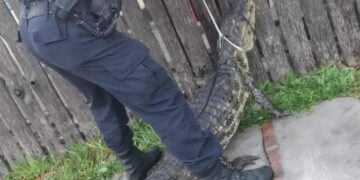 Saladas: Rescatan a un yacaré que se metió en una casa
