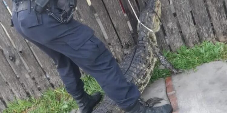 Saladas: Rescatan a un yacaré que se metió en una casa