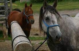Esquina: así se ven los animales afectados por la encefalomielitis equina