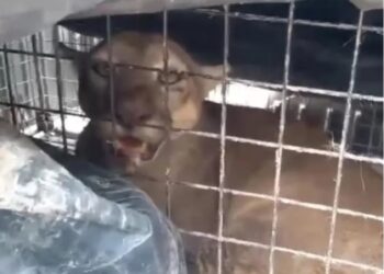 Atraparon a puma que apareció en una estancia de un paraje en Alvear