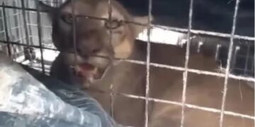 Atraparon a puma que apareció en una estancia de un paraje en Alvear