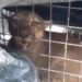 Atraparon a puma que apareció en una estancia de un paraje en Alvear