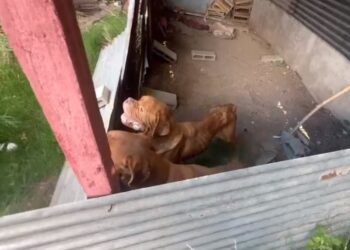 Mar del Plata: Detenida por maltrato animal en un  criadero de perros