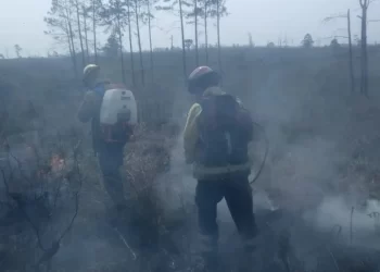 Mocoretá: incendio forestal consumió 10 hectáreas de una ex citrícola