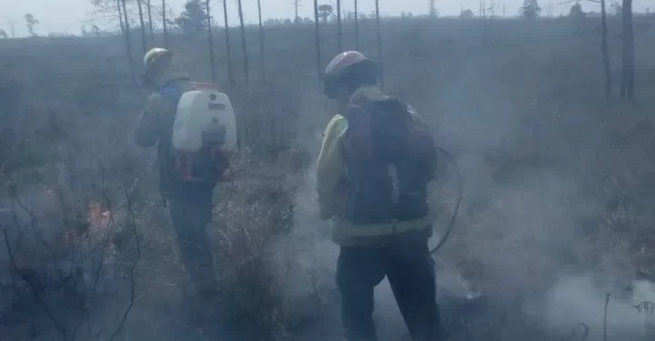 Mocoretá: incendio forestal consumió 10 hectáreas de una ex citrícola