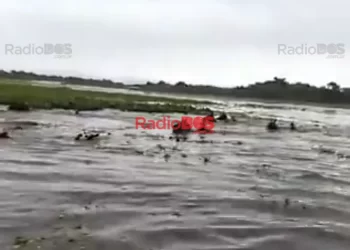 Video viral: Gauchos correntinos salvan ganado en el río Uruguay