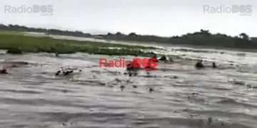 Video viral: Gauchos correntinos salvan ganado en el río Uruguay
