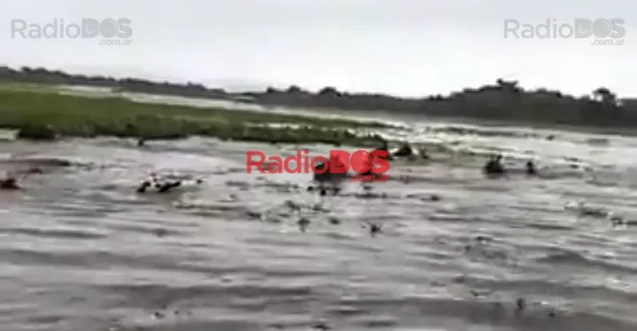 Video viral: Gauchos correntinos salvan ganado en el río Uruguay