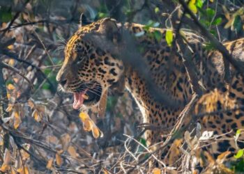 Tania, la histórica yaguareté se va de los Esteros del Iberá