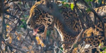 Tania, la histórica yaguareté se va de los Esteros del Iberá